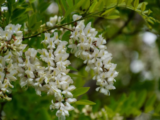 Flowering acacia white grapes