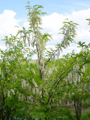 Fototapeta premium Flowering acacia white grapes