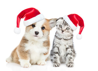 Fototapeta na wymiar Corgi puppy and tabby kitten wearing red christmas hats sit together. isolated on white background