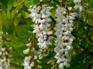 Flowering acacia white grapes