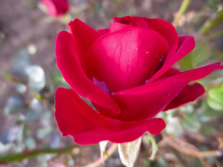 red rose in the garden