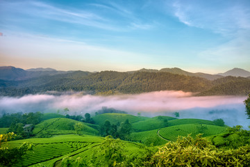 Overview of Long Coc green tea hill, Phu Tho, Vietnam.