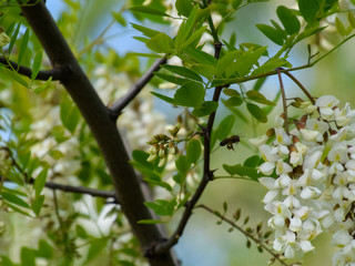 Flowering acacia white grapes