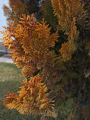 the background of yellow needles of the coniferous tree. low depth of focus and selective focus