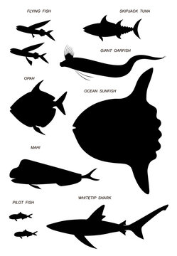 Ocean Pelagic Fish. Vector Black Silhouette Image.