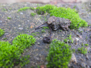 green moss on a stone