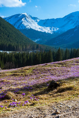 pola krokusów, wiosna, zakopane © Tomasz