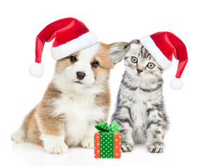 Corgi puppy and tabby kitten wearing  red christmas hats sit together with gift box. isolated on white background