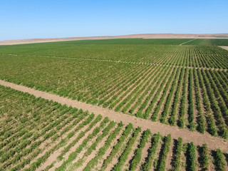 Grape orchards bird's-eye view. Vine rows. Top view of the garden
