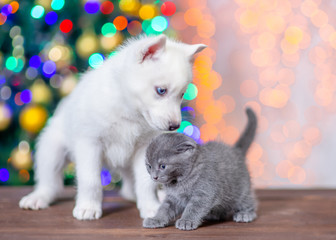 Fototapeta na wymiar White siberian husky puppy snifs gray kitten on a background of the Christmas tree