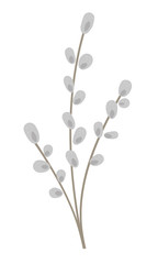 Vector illustration of pussy willow brunch isolated on white background. Easter traditional symbol and design element. Cute spring icon picture.. © Lexi Claus