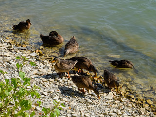 Gray ducks near the lake shore. Waterfowl.