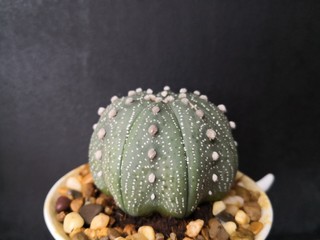 small green round cactus in the pot