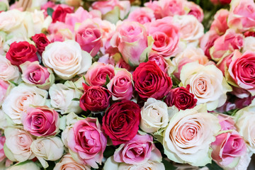 Background of fresh natural roses in light pink red soft pastel colors, selective focus. Concept for valentines day, birthday, wedding