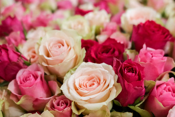 Background of fresh natural roses in light pink red soft pastel colors, selective focus. Concept for valentines day, birthday, wedding