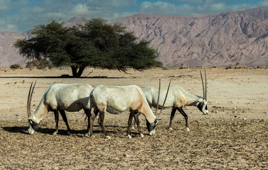 Naklejka na ściany i meble Antelope Arabian white oryx (Oryx dammah) inhabits native environments of Sahara desert, recently introduced in nature reserves of the Middle East