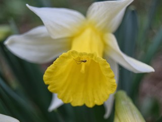 Fototapeta premium one flower with a spider close-up. a white Narcissus flower with a yellow heart on which a spider sits. soft focus.