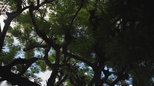 Sun filtering through beautiful large tree branches and leaves, camera pan