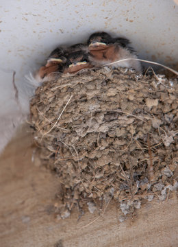 Nest with young swallows. New Zealand