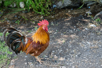 Huhn
