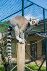 Lemur