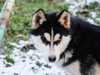 Husky Dog with different eyes. Black and white husky. Brown and blue eyes