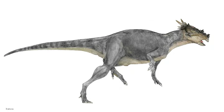 ドラコレックス 恐竜 堅頭科目 パキケファロサウルス科 北米大陸の白亜紀後期の地層から発見されており パキケファロサウルスの仲間であるが 分厚いドーム型の頭部にはなっていない 禍々しい硬い 棘がレックス 竜王 の名を象徴している 全長は3 ドラコレックス 恐竜 堅頭科目 パキケファロサウルス科 北米大陸の白亜紀後期の地層から発見されており パキケファロサウルスの仲間であるが 分厚いドーム型の頭部にはなっていない 禍々しい硬い 棘がレックス 竜王 の名を象徴している 全長は3