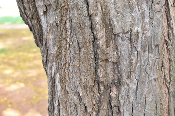 bark of a tree