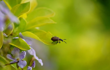 Beetle on a leaf