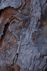 Woodstructure. otorua New Zealand Thermal Park. Wai-o-tapu. Thermal wonderland. Volcanism.