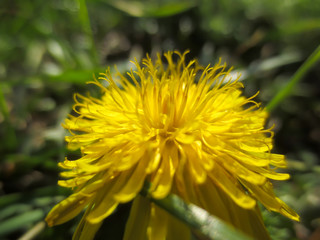 dandelion on green background