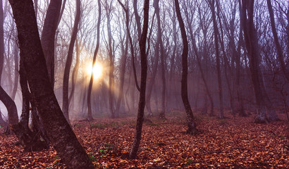 Fototapeta premium Misty autumnal forest