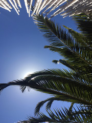 Tropical holiday vibes - sun rays peaking through palm tree branches against a clear blue sky
