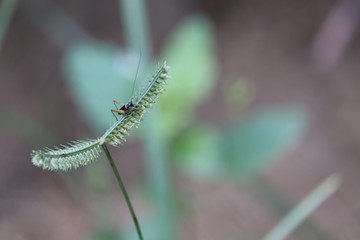 Image of cricket on plant blurry background., Insects. Animals