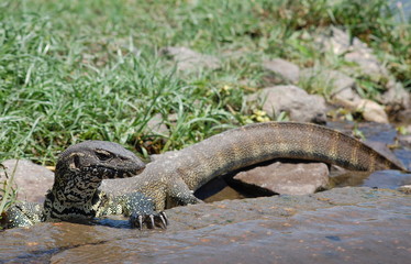 Water Monitor lizard on a rock