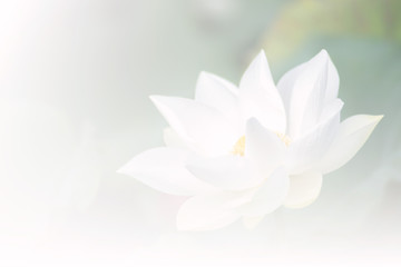 White lotus background, select focus