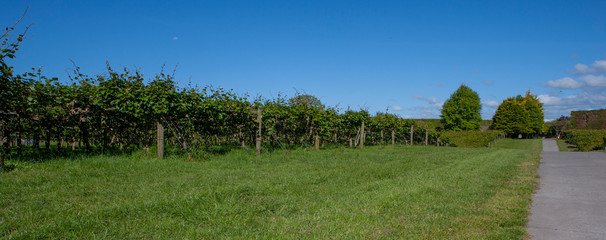 Fototapeta na wymiar Kiwi orchard New Zealand