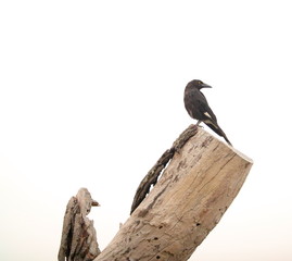 Birds of Sydney Suburbia