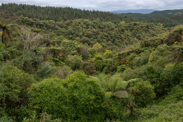 Fototapeta na wymiar Rotorua New Zealand. Forest. Trees.