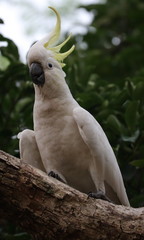 Birds of Sydney Suburbia