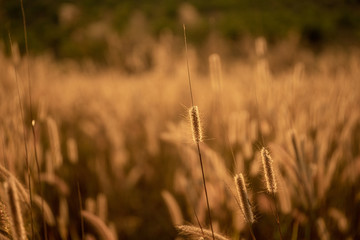 Mission grass flower or Pennisetum pedicellatum grass meadow sunset in the garden