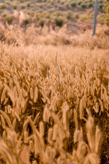 Mission grass flower or Pennisetum pedicellatum grass meadow sunset in the garden