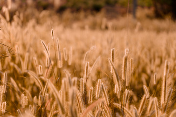 Obraz premium Mission grass flower or Pennisetum pedicellatum grass meadow sunset in the garden