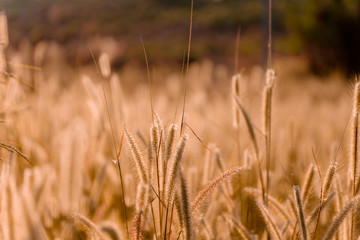 Mission grass flower or Pennisetum pedicellatum grass meadow sunset in the garden