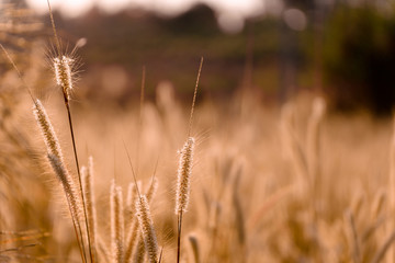 Fototapeta premium Mission grass flower or Pennisetum pedicellatum grass meadow sunset in the garden