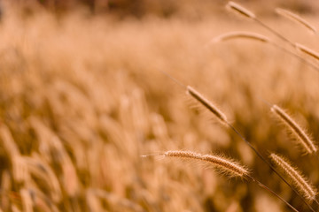 Fototapeta premium Mission grass flower or Pennisetum pedicellatum grass meadow sunset in the garden