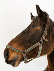 Fototapeta premium Portrait of a brown horse.