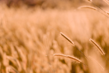 Mission grass flower or Pennisetum pedicellatum grass meadow sunset in the garden