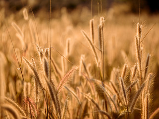 Mission grass flower or Pennisetum pedicellatum grass meadow sunset in the garden