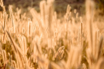 Fototapeta premium Mission grass flower or Pennisetum pedicellatum grass meadow sunset in the garden